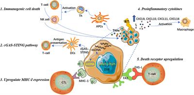 Immune modulatory roles of radioimmunotherapy: biological principles and clinical prospects